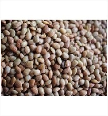 Jarise(Coconut Sweet)